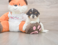 8 week old Poochon Puppy For Sale - Windy City Pups