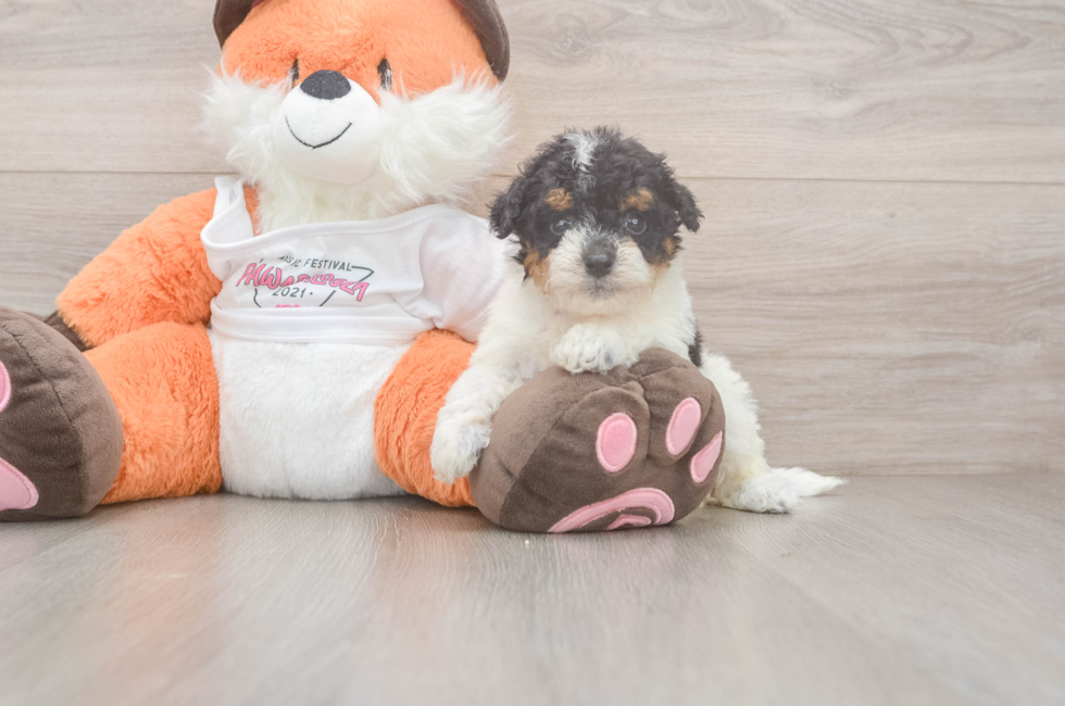 5 week old Poochon Puppy For Sale - Windy City Pups