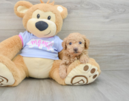 7 week old Poochon Puppy For Sale - Windy City Pups