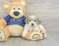 5 week old Poochon Puppy For Sale - Windy City Pups