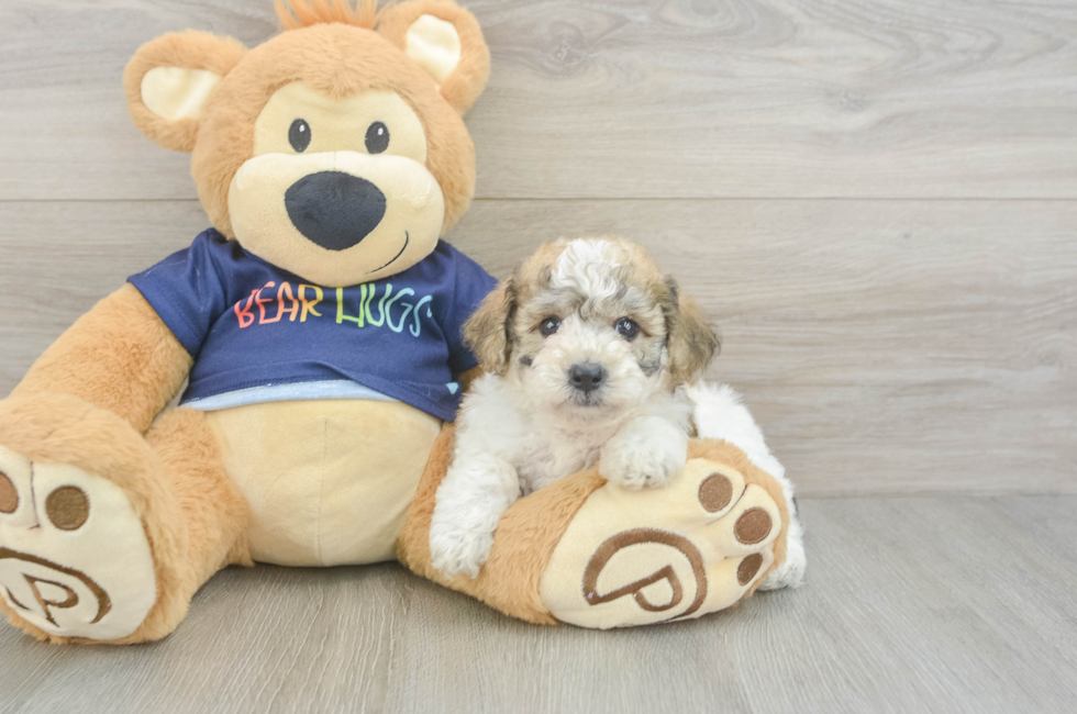 5 week old Poochon Puppy For Sale - Windy City Pups