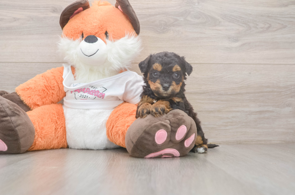 5 week old Poochon Puppy For Sale - Windy City Pups