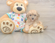 7 week old Poochon Puppy For Sale - Windy City Pups