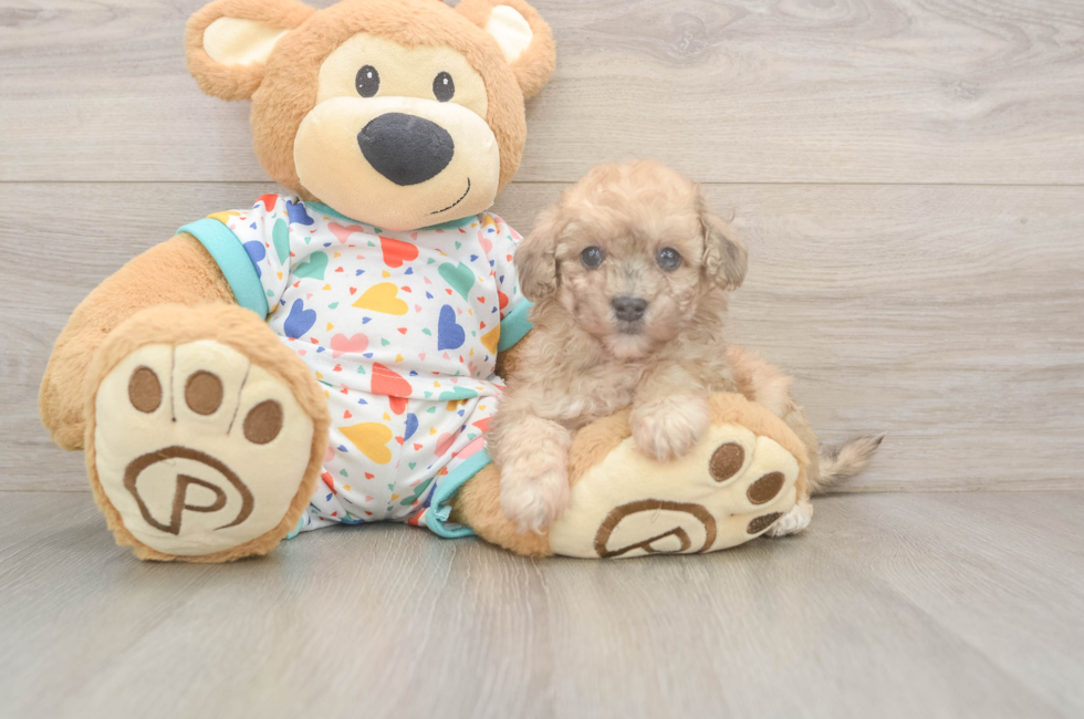 5 week old Poochon Puppy For Sale - Windy City Pups