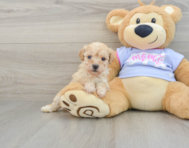 8 week old Poochon Puppy For Sale - Windy City Pups