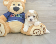 6 week old Poochon Puppy For Sale - Windy City Pups