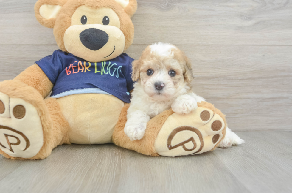 5 week old Poochon Puppy For Sale - Windy City Pups