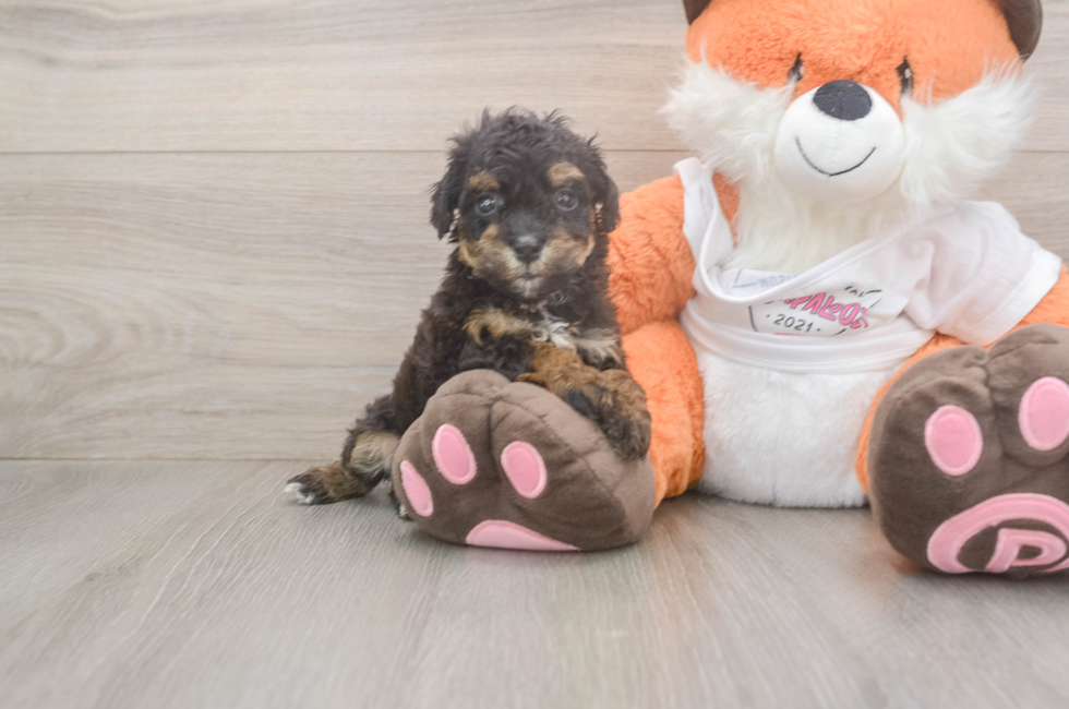 5 week old Poochon Puppy For Sale - Windy City Pups
