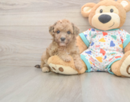 7 week old Poochon Puppy For Sale - Windy City Pups