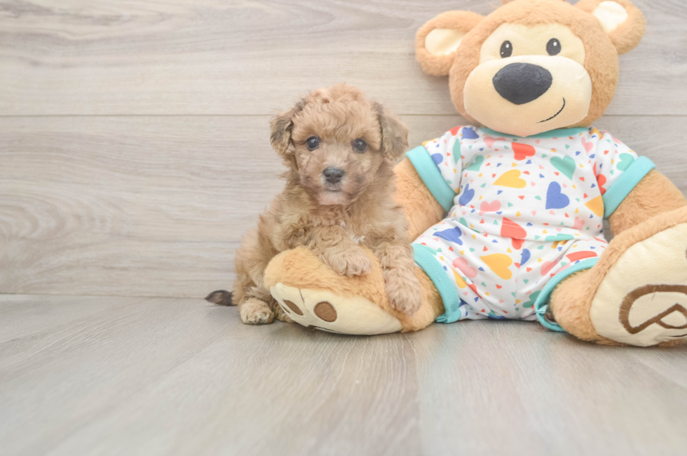 5 week old Poochon Puppy For Sale - Windy City Pups