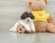 7 week old Poochon Puppy For Sale - Windy City Pups