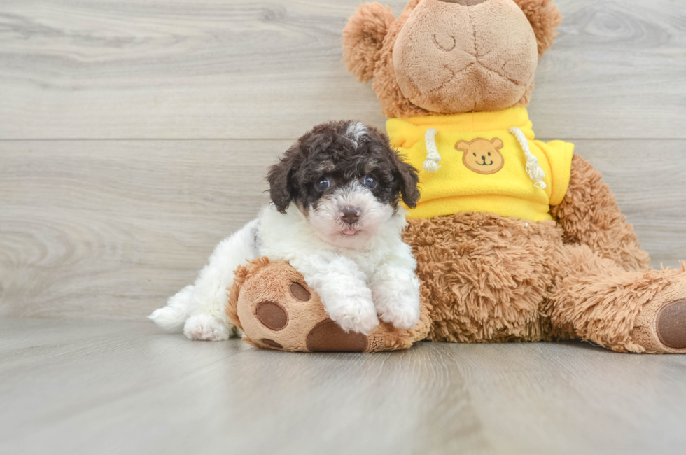 8 week old Poochon Puppy For Sale - Windy City Pups