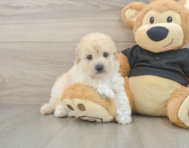 5 week old Poochon Puppy For Sale - Windy City Pups