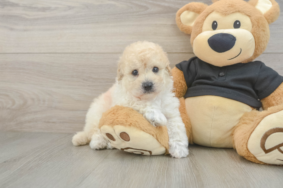 5 week old Poochon Puppy For Sale - Windy City Pups