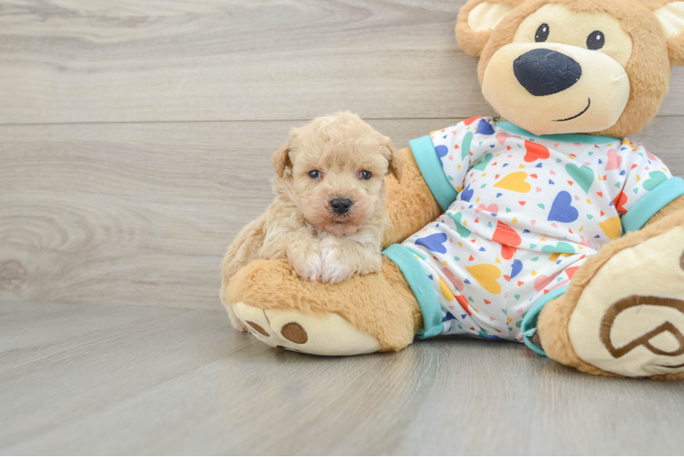 Funny Poochon Poodle Mix Pup