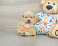 6 week old Poochon Puppy For Sale - Windy City Pups