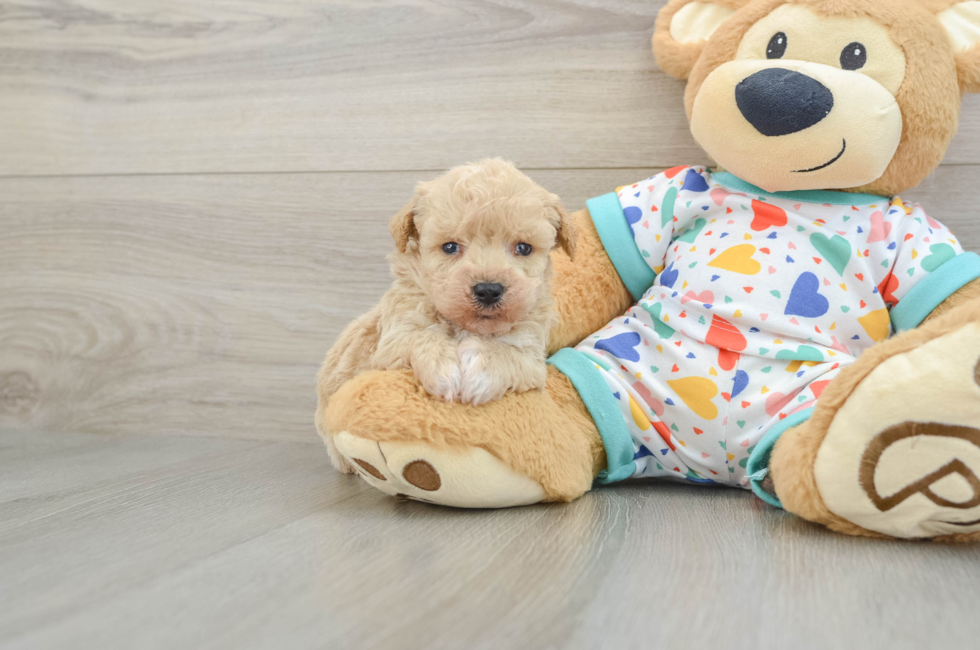 6 week old Poochon Puppy For Sale - Windy City Pups