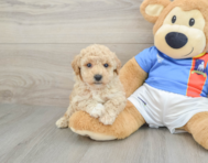 6 week old Poochon Puppy For Sale - Windy City Pups