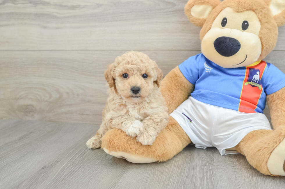 7 week old Poochon Puppy For Sale - Windy City Pups