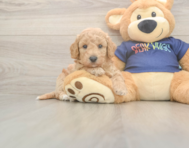 6 week old Poochon Puppy For Sale - Windy City Pups
