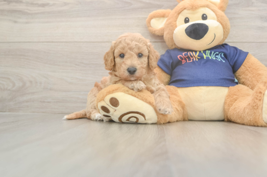 5 week old Poochon Puppy For Sale - Windy City Pups Poochon Puppy for Adoption