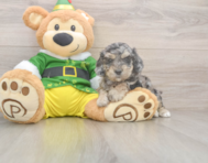 5 week old Poochon Puppy For Sale - Windy City Pups