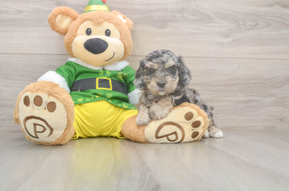 5 week old Poochon Puppy For Sale - Windy City Pups