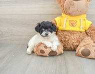 6 week old Poochon Puppy For Sale - Windy City Pups