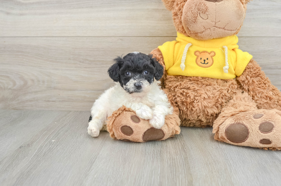 6 week old Poochon Puppy For Sale - Windy City Pups