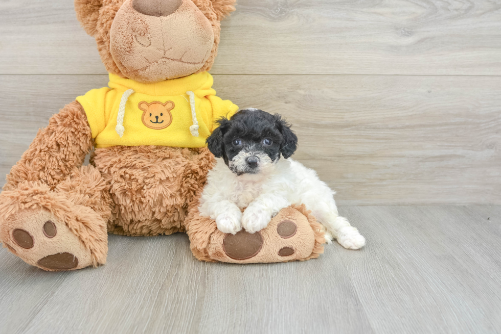 Smart Poochon Poodle Mix Pup