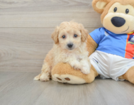 6 week old Poochon Puppy For Sale - Windy City Pups