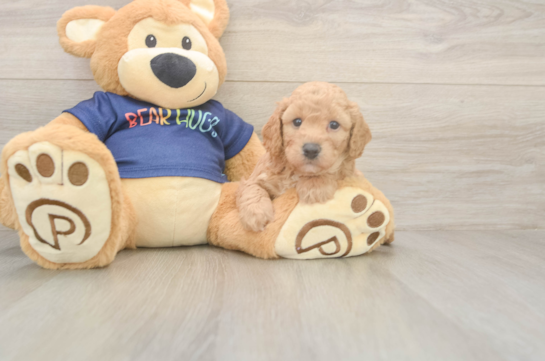 5 week old Poochon Puppy For Sale - Windy City Pups Best Poochon Baby
