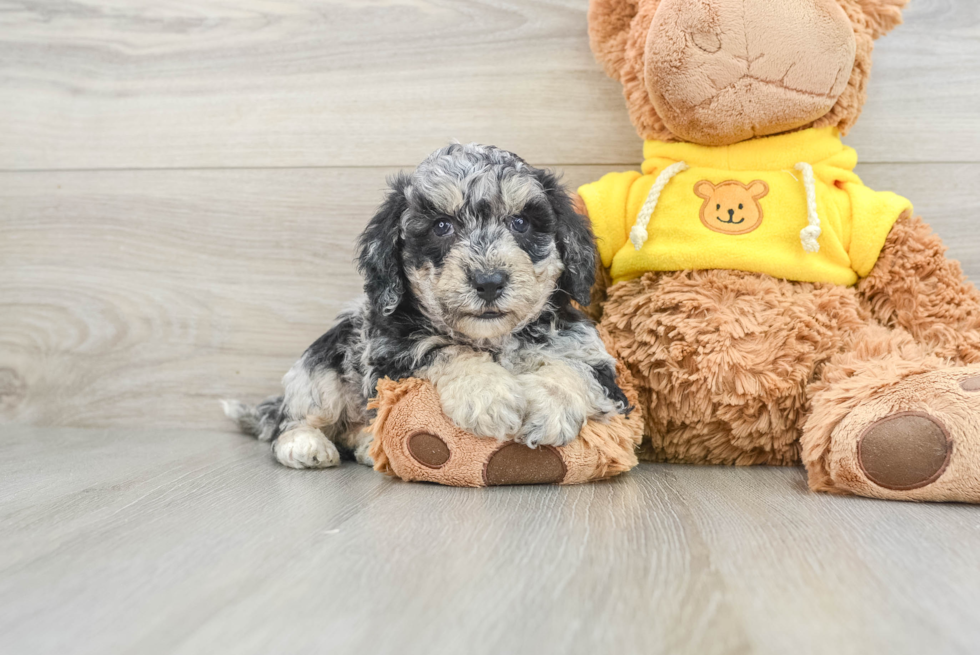 Cute Poochon Baby