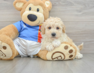 6 week old Poochon Puppy For Sale - Windy City Pups