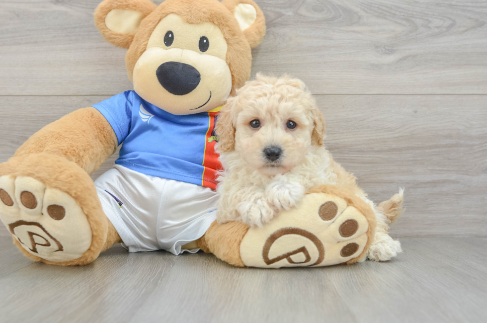 7 week old Poochon Puppy For Sale - Windy City Pups