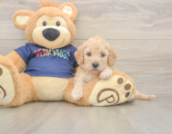 6 week old Poochon Puppy For Sale - Windy City Pups