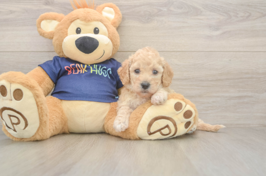 5 week old Poochon Puppy For Sale - Windy City Pups Poochon Pup Being Cute