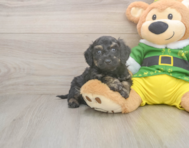 5 week old Poochon Puppy For Sale - Windy City Pups