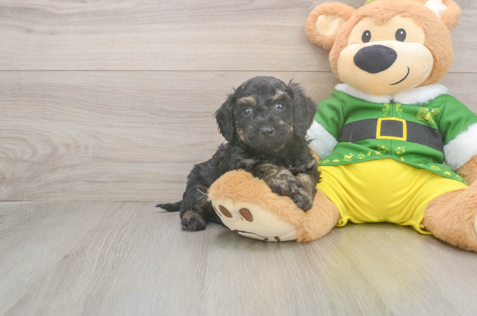 5 week old Poochon Puppy For Sale - Windy City Pups