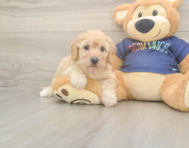 6 week old Poochon Puppy For Sale - Windy City Pups