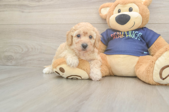 5 week old Poochon Puppy For Sale - Windy City Pups Sweet Poochon Baby