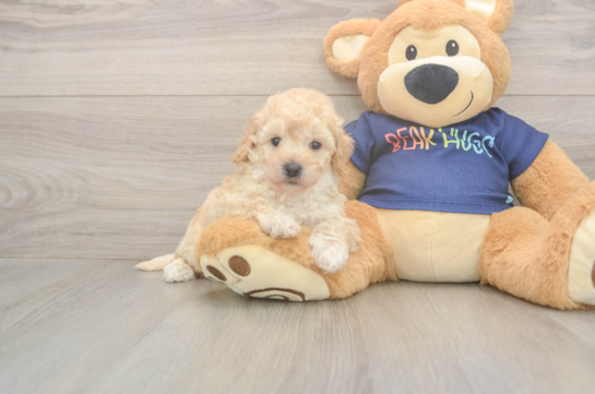 5 week old Poochon Puppy For Sale - Windy City Pups Poochon Puppy for Adoption