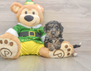 5 week old Poochon Puppy For Sale - Windy City Pups