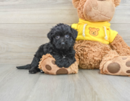 6 week old Poochon Puppy For Sale - Windy City Pups