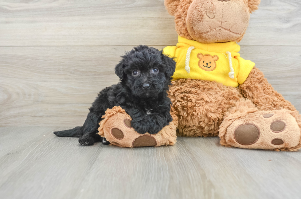 6 week old Poochon Puppy For Sale - Windy City Pups