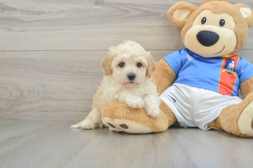 Petite Poochon Poodle Mix Pup