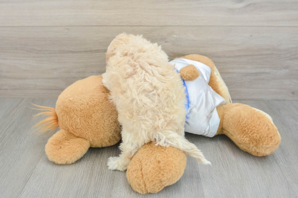 Poochon Pup Being Cute