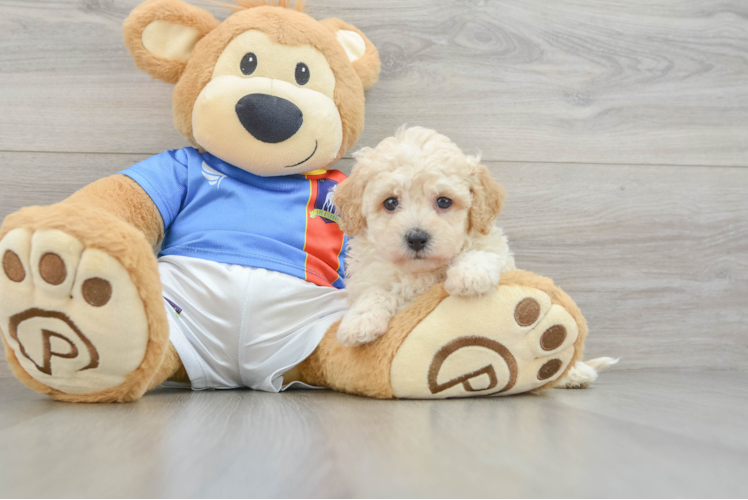 Adorable Bichpoo Poodle Mix Puppy