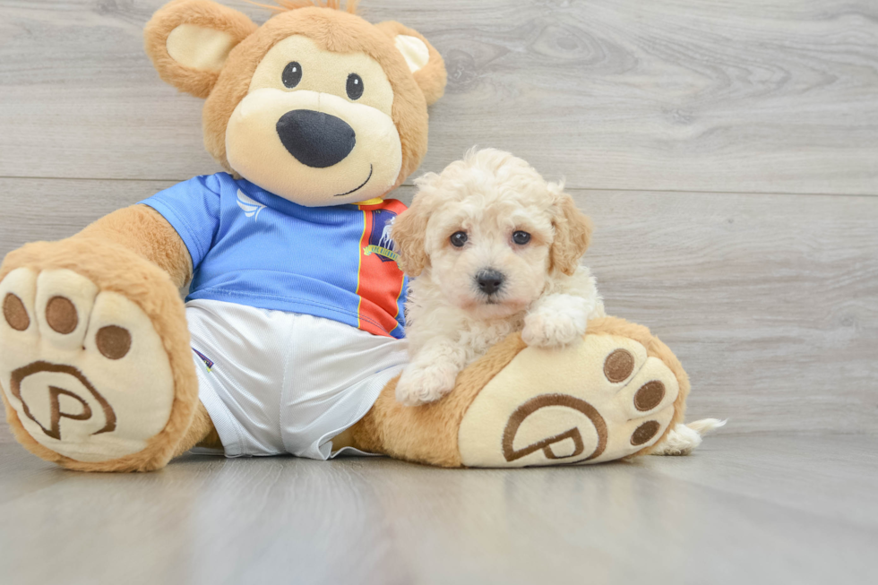 Adorable Bichpoo Poodle Mix Puppy