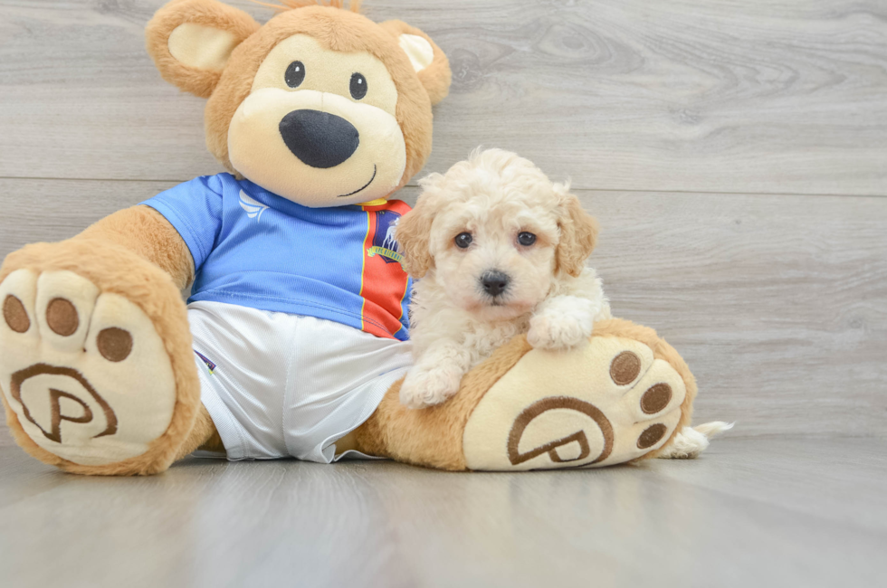 7 week old Poochon Puppy For Sale - Windy City Pups